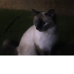 Cats are the world :3