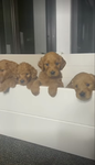 DOGGY FRIENDS ONLY