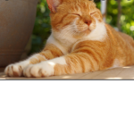 The Cat's Fan Group!