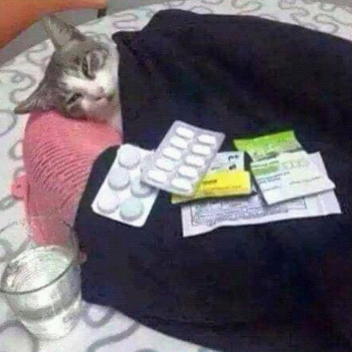 Cats