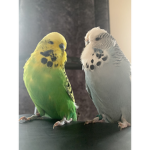 Budgies Clothing!