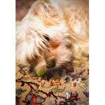 If you LOVE Dogs So Join