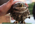 SAVE FAT OWLS