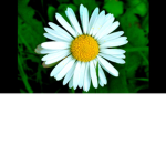 SUNNYSUNSETSS