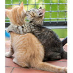 The wild kittens