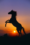 WeLoveOurHorses