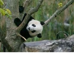 The Panda Tree House