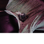 Lewisss gourppp