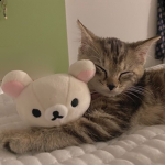 bears, ducks, and friends