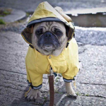 PUGS OF EPICNESS