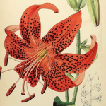 .stargazers archive
