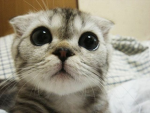cat group yay