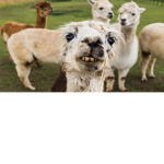 cute Llama fam