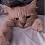 Cats UwU >:3