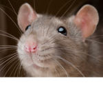 Lulu’s Rats
