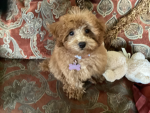 PUP :D