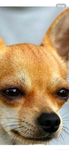 The Chill Chihuahuas