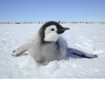 # penguin power