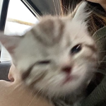 HELLO KITT¥