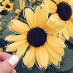 Aesthetic Sunflower <3