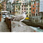 CheeseFounder