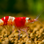 Shrimp Town