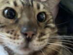 Spots & Dots