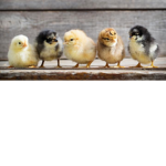 Chicksquad<3