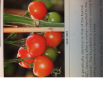 Scp- Critical Tomatoes