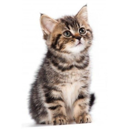 the place the kittens go