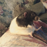 SrPOOPS