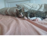 The kittten group