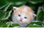 I gattini di mrcat