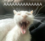 AAAA :3