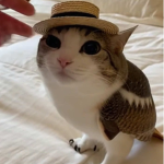 Meowl Labs