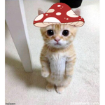 + CAT CREW +