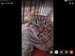cat king ciao