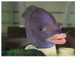 tehe fish lips