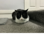 My lovely friendly cat