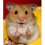 Cute Hamster Headquarters