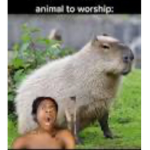 The awesome capybaras