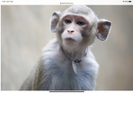 Monkeys are great