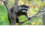Racoon Champions