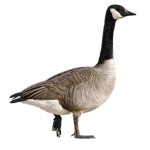 QuackNest