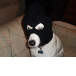 -dogge-