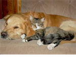 lovers of cat's and dog's