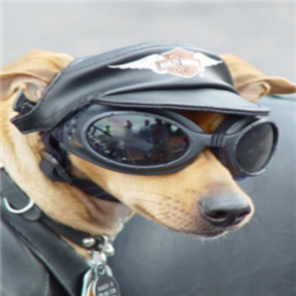 Funny Dog Roblox decal