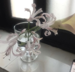 娃娃 ʚɞ