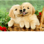 The Real Dog Fan Group