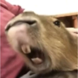 AACapybara icon